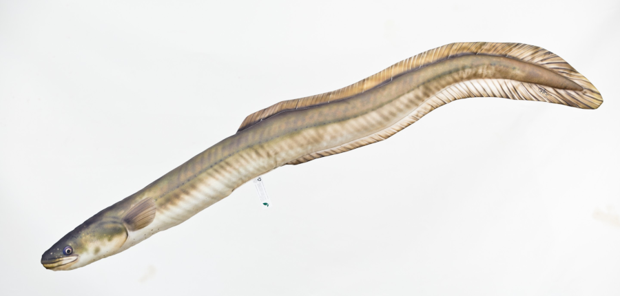 Coussin Anguille GABY